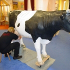 Kuhwettmelken in Aktion